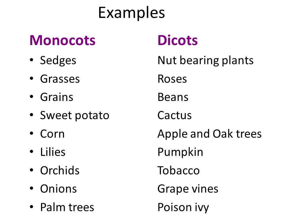 10 examples of monocot plants