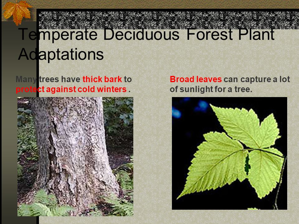 Temperate Deciduous Forest Plant Adaptations