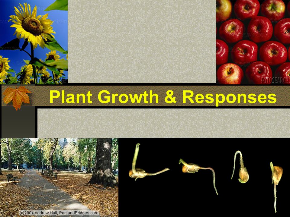 Plant Growth & Responses