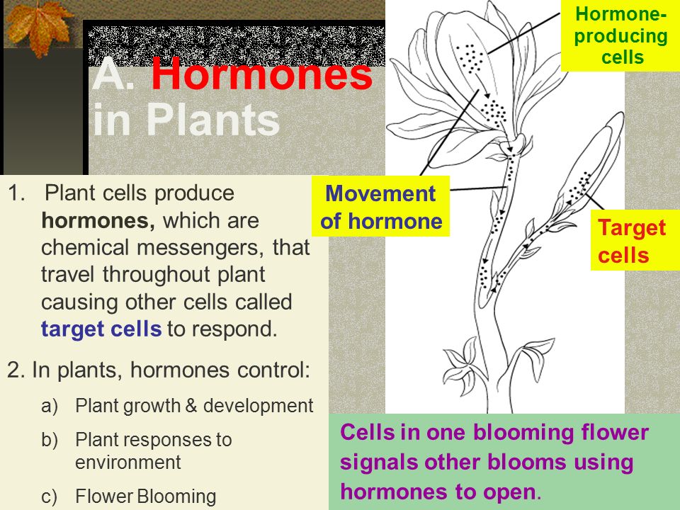 Hormone-producing cells. A. Hormones in Plants.