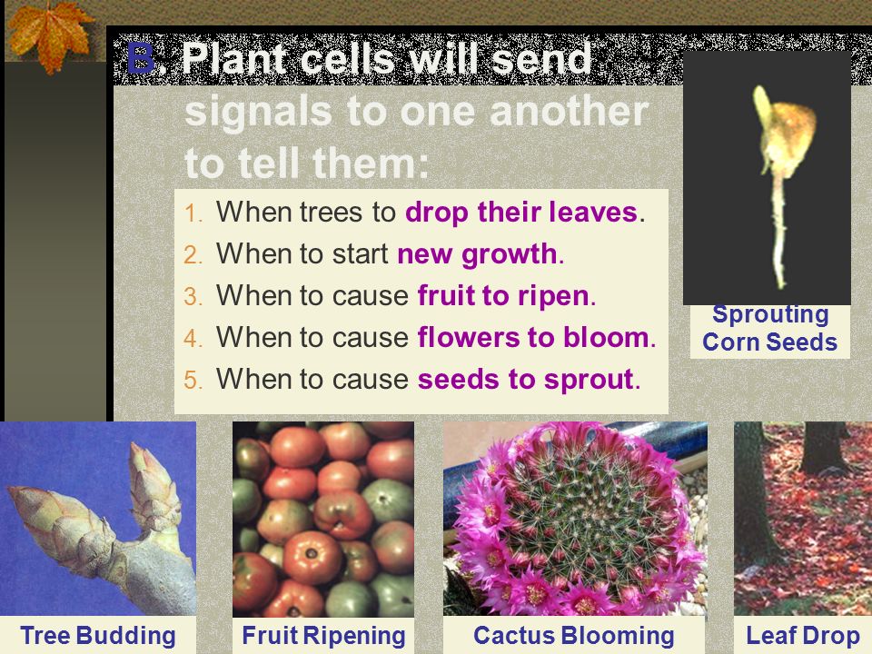B. Plant cells will send signals to one another to tell them: