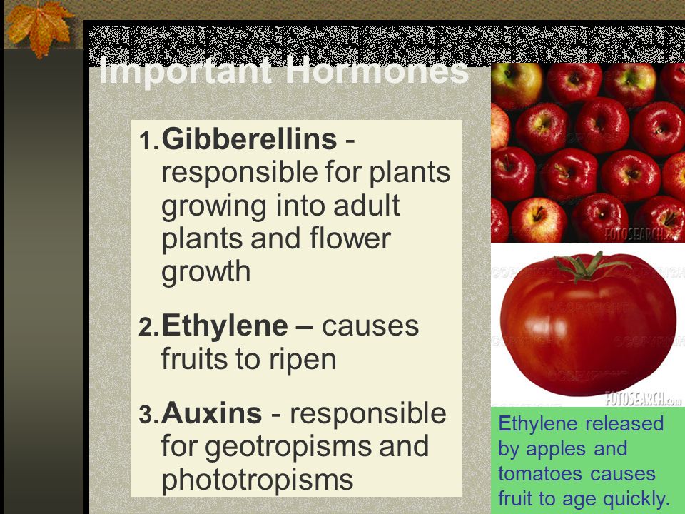 Important Hormones Gibberellins - responsible for plants growing into adult plants and flower growth.