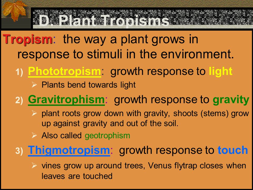 D. Plant Tropisms Tropism: the way a plant grows in response to stimuli in the environment. Phototropism: growth response to light.