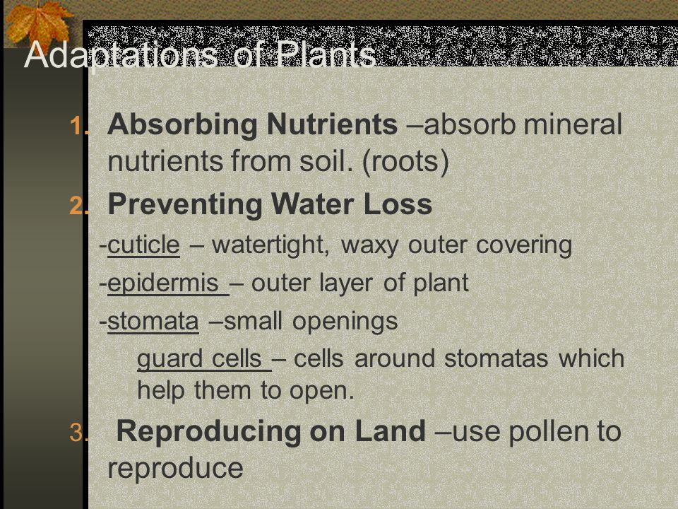 Adaptations of Plants Absorbing Nutrients –absorb mineral nutrients from soil. (roots) Preventing Water Loss.