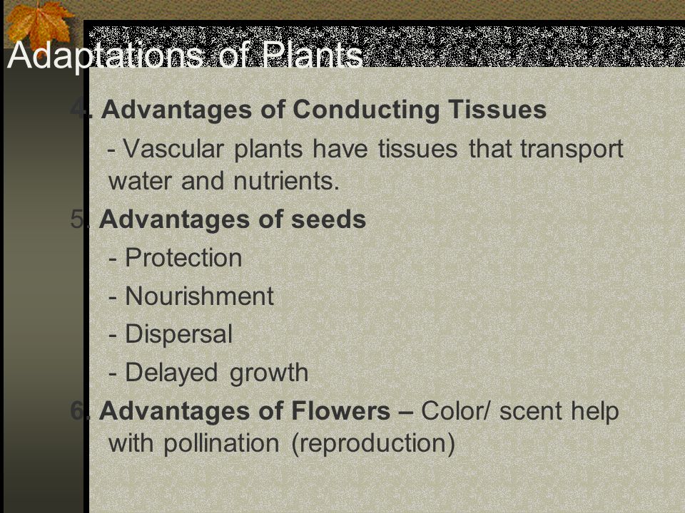 Adaptations of Plants 4. Advantages of Conducting Tissues