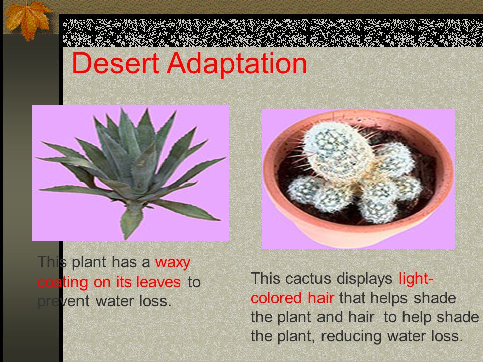 Desert Adaptation This plant has a waxy coating on its leaves to prevent water loss.