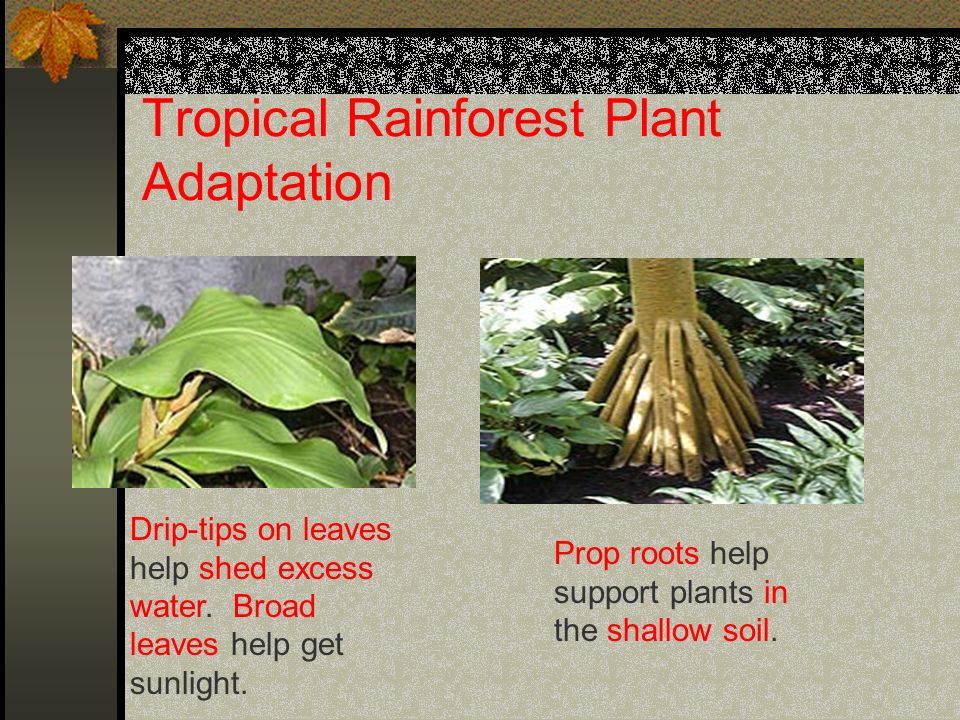 Tropical Rainforest Plant Adaptation
