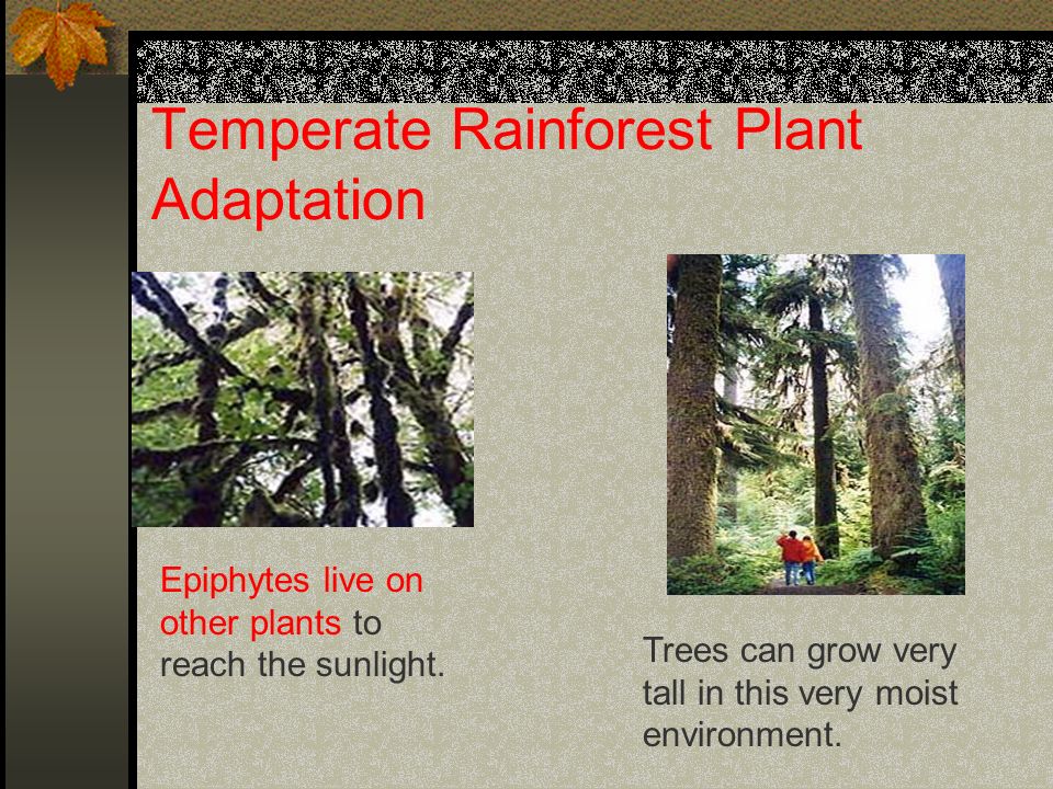Temperate Rainforest Plant Adaptation