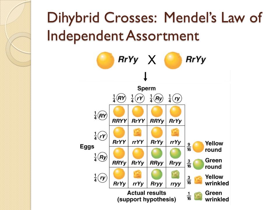 Dihybrid Crosses: Mendel’s Law of Independent Assortment.