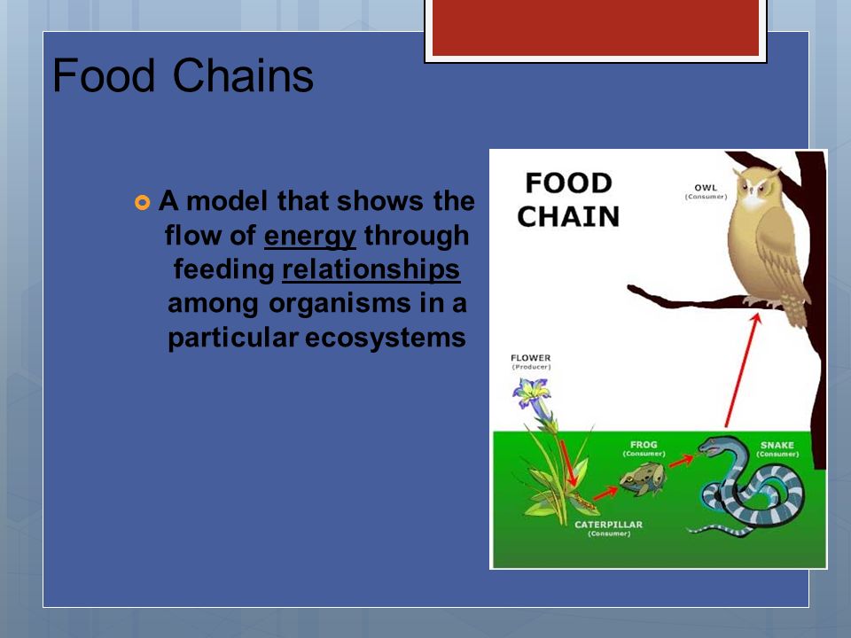 Adaptations, Biomes, & Ecology Biology Diagrams