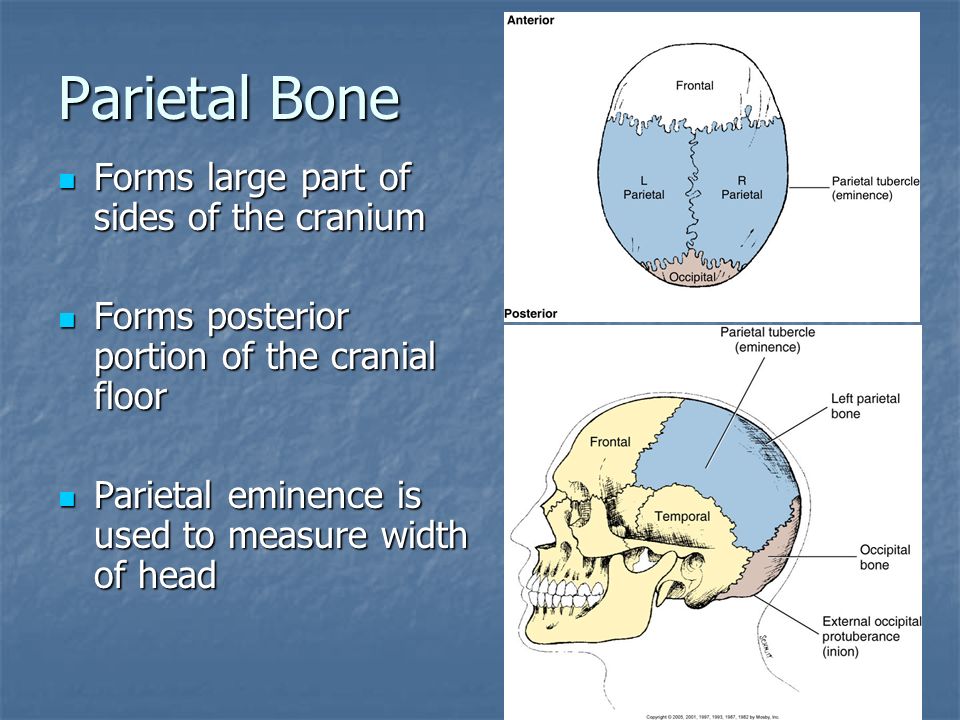 The bones form. Parietal кость. Cranium cerebrale анатомия. Cranium перевод.