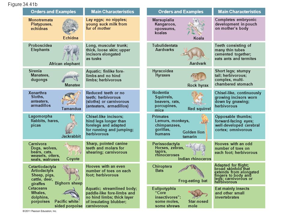 The Origin and Evolution of Vertebrates - ppt download