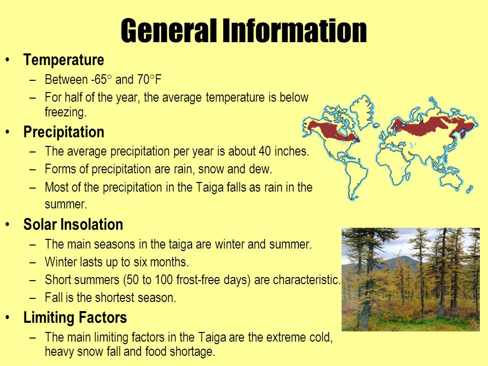 TAIGA The Boreal Forest - ppt download