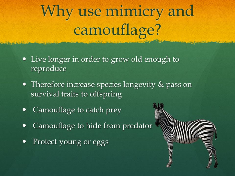 Mimicry and camouflage - ppt video online download