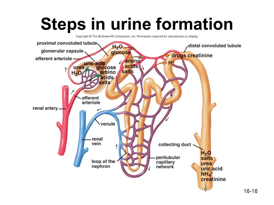 3 processes of urine formation