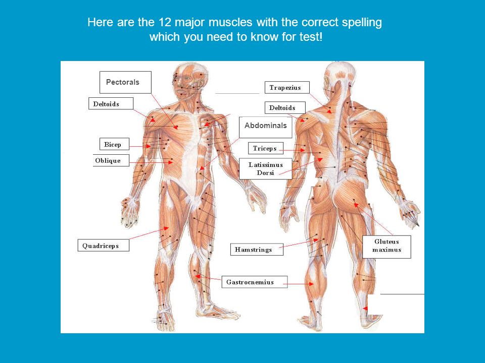 The 12 Major Muscles You Ll Need To Know Ppt Download