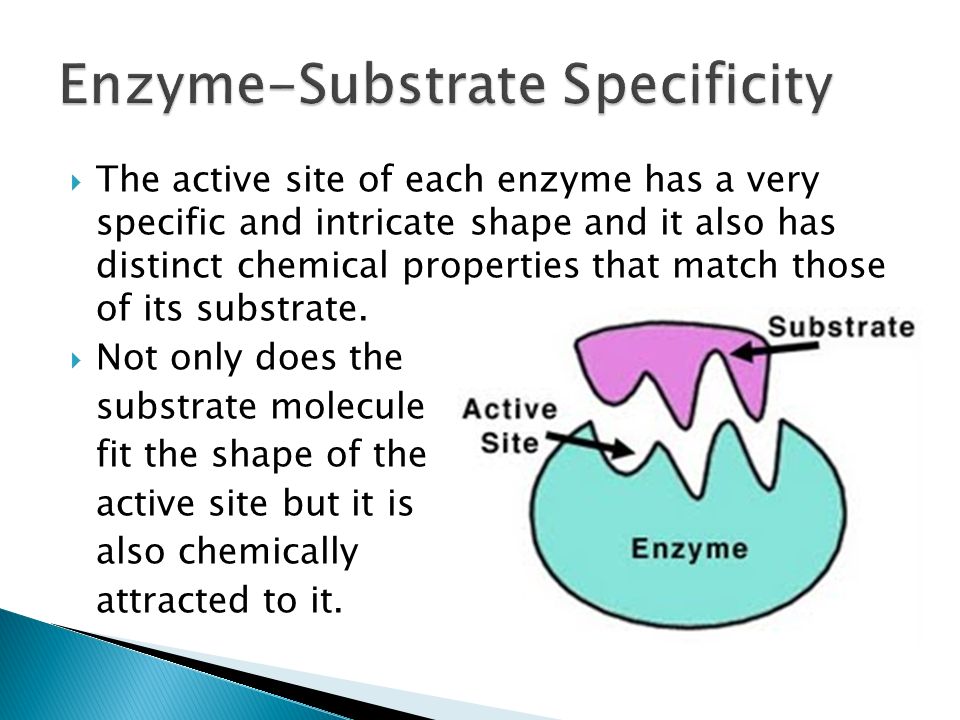 The Biological Catalyst Ppt Video Online Download