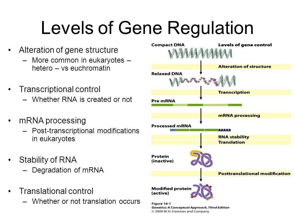 Expression levels. Gene structure. Regulation of eukaryotic Gene Regulation. Regulation Gene activity. Regulator Gene.
