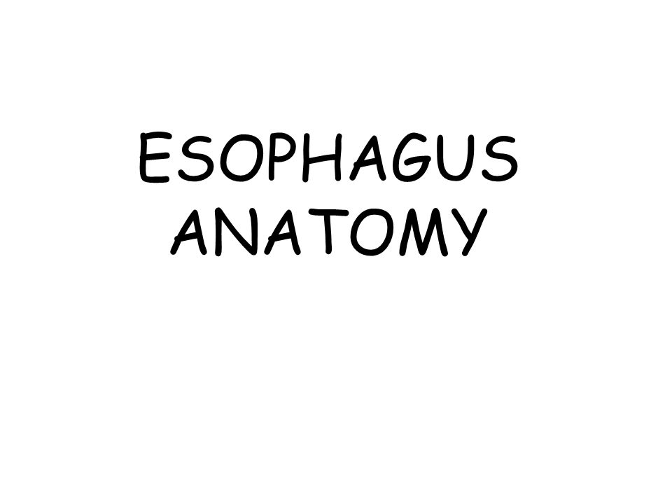 ESOPHAGUS ANATOMY