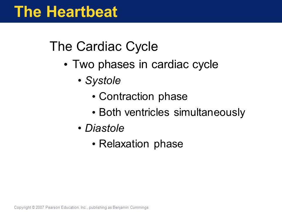 The Heartbeat The Cardiac Cycle Two phases in cardiac cycle Systole