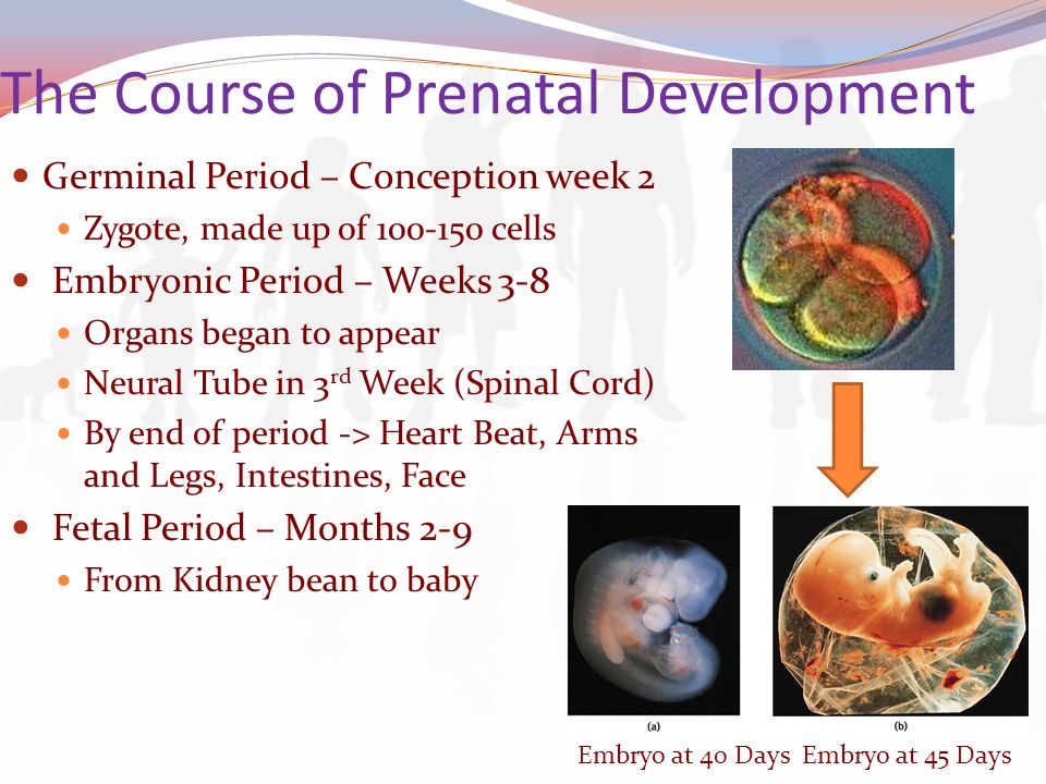 the course of prenatal development