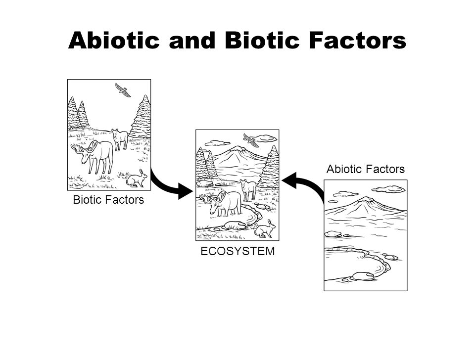 Abiotic Factors. 