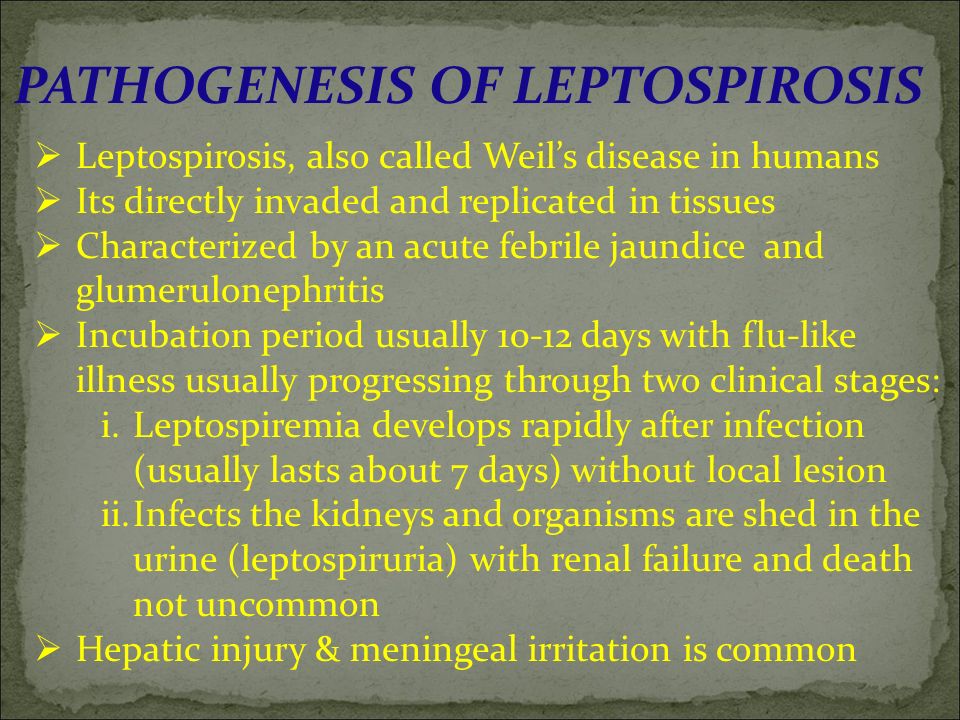 Лептоспироз патогенез. Leptospirosis pathogenesis. Leptospira interrogans патогенез. Лептоспироз на английском.