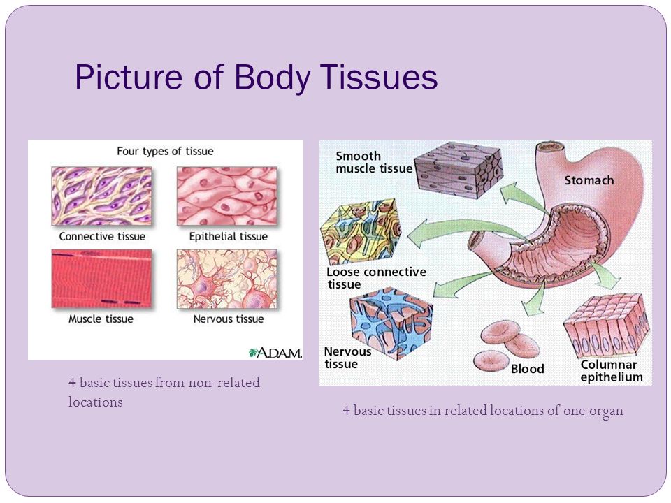 4 ткани организма. Excitable Tissues.