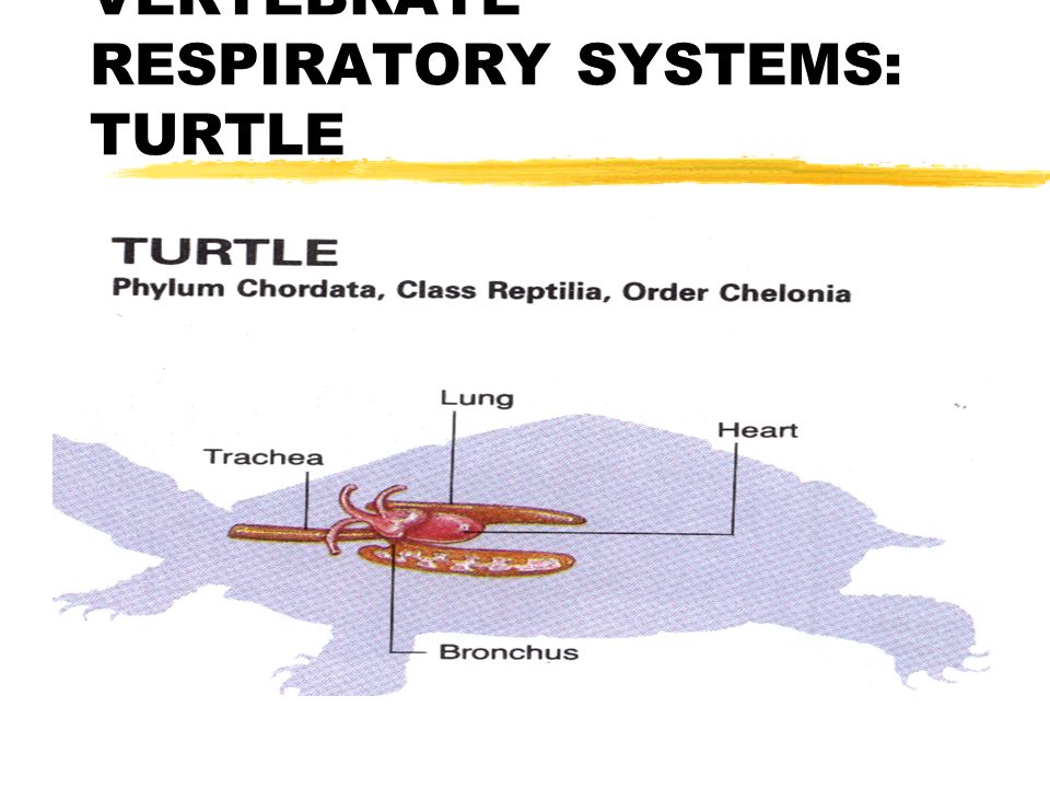 VERTEBRATE RESPIRATORY SYSTEMS: TURTLE