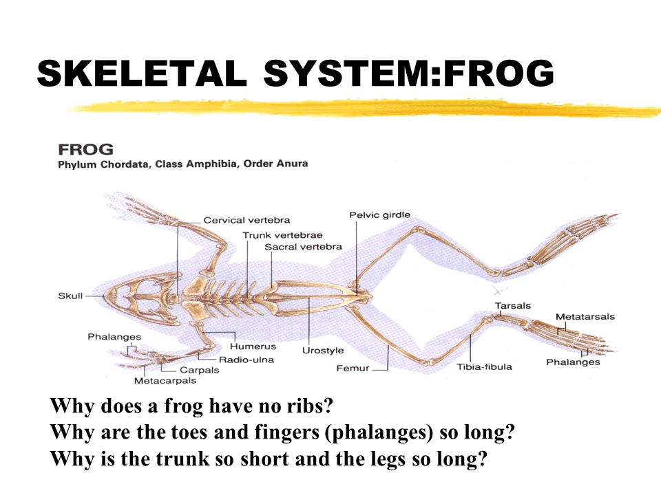 SKELETAL SYSTEM:FROG Why does a frog have no ribs