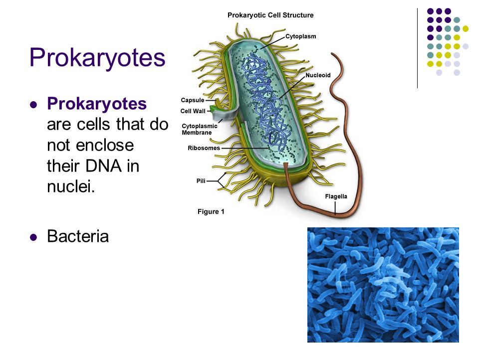 Prokaryotes Prokaryotes are cells that do not enclose their DNA in nuclei. Bacteria