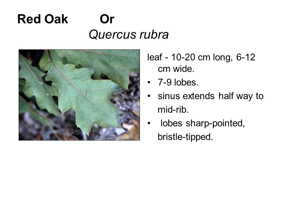 Red Oak Or Quercus rubra
