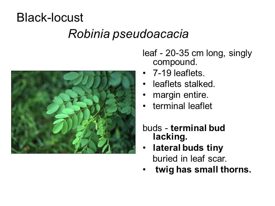 Black-locust Robinia pseudoacacia