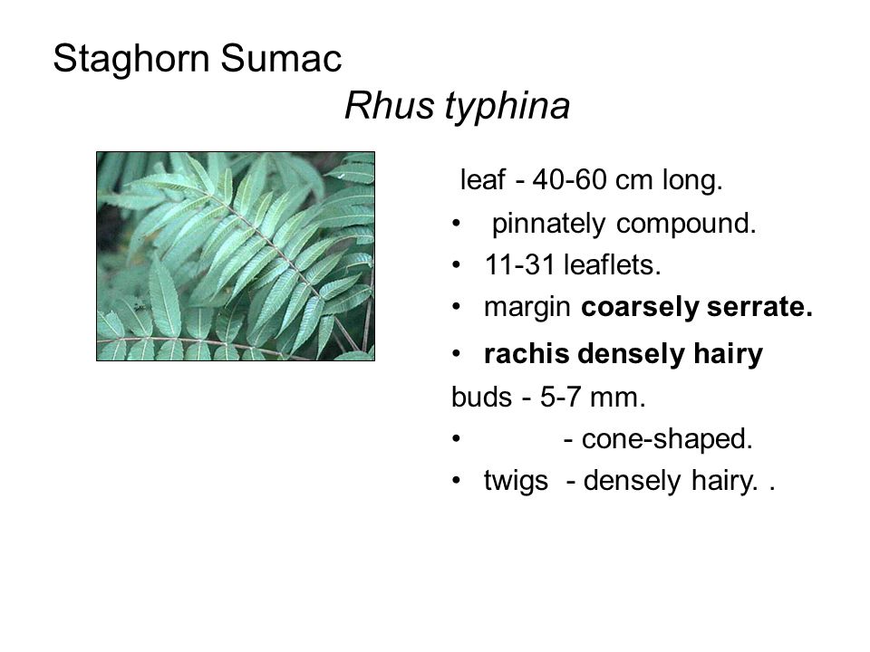 Staghorn Sumac Rhus typhina