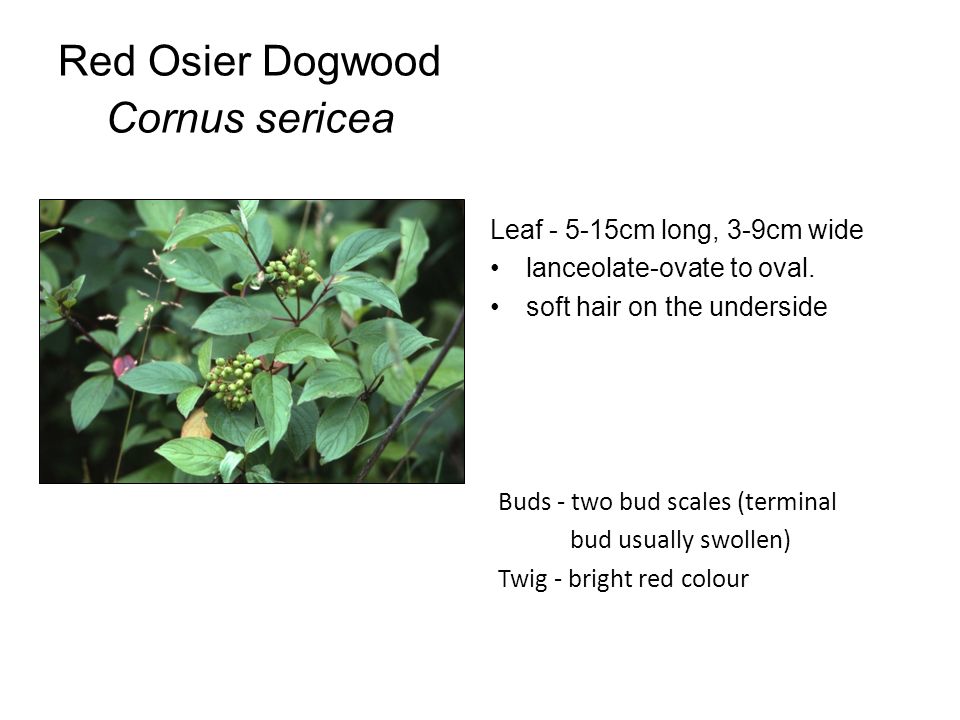 Red Osier Dogwood Cornus sericea