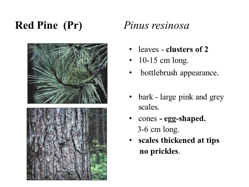 Red Pine (Pr) Pinus resinosa