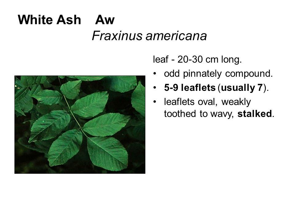 White Ash Aw Fraxinus americana