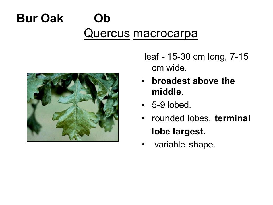 Bur Oak Ob Quercus macrocarpa