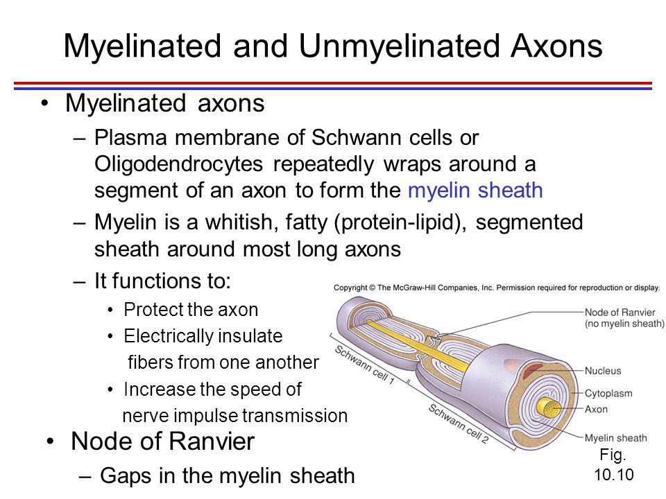 Myelinated and Unmyelinated Axons