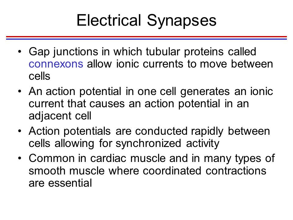 Electrical Synapses Gap junctions in which tubular proteins called connexons allow ionic currents to move between cells.