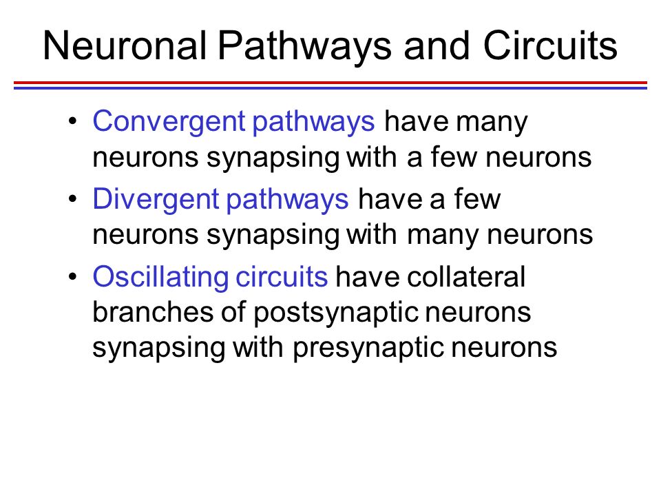 Neuronal Pathways and Circuits