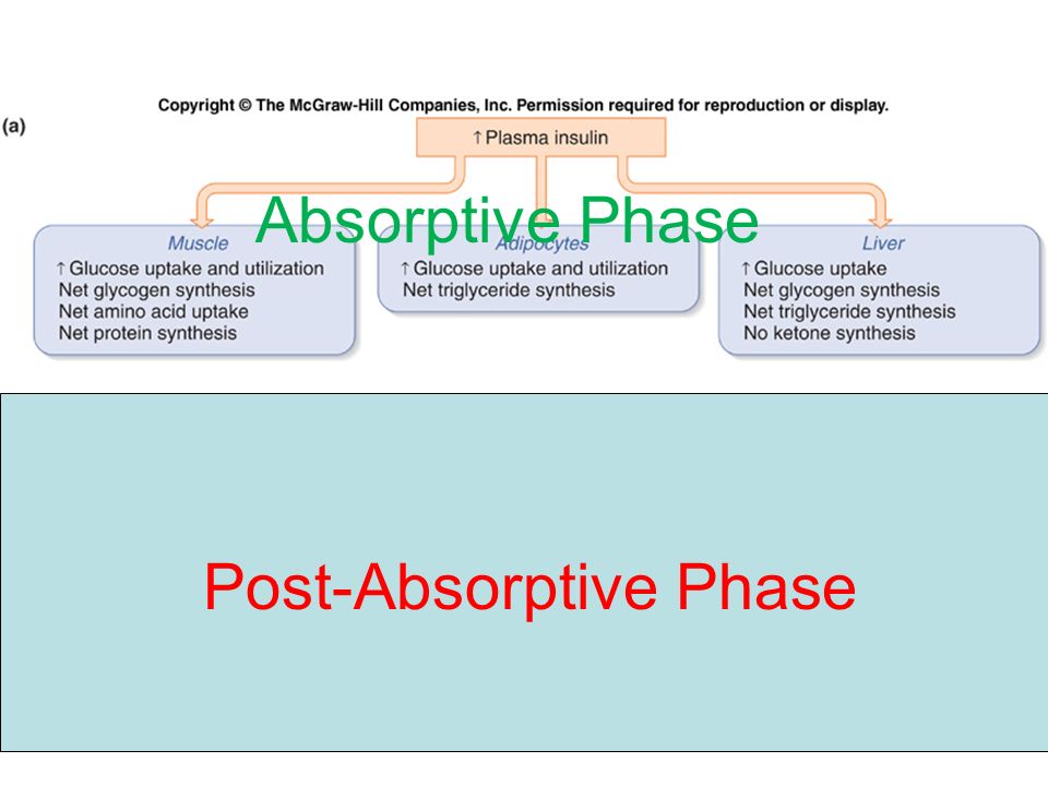 absorptive phase