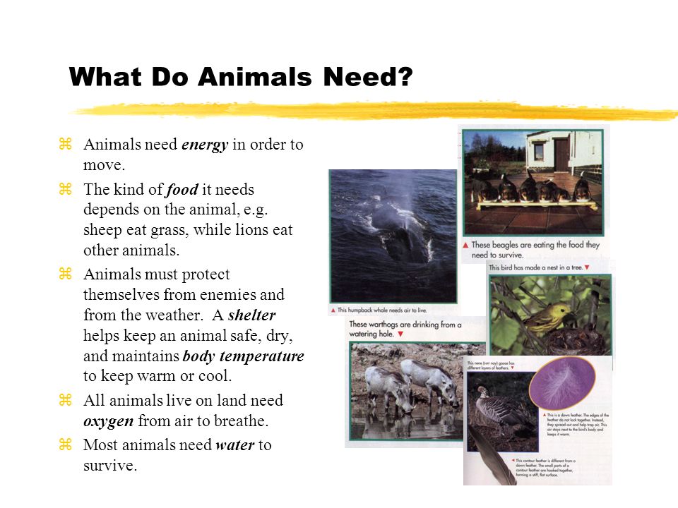 ANIMALS! ANIMALS! What Do Animals Need? Body Coverings - ppt video online  download