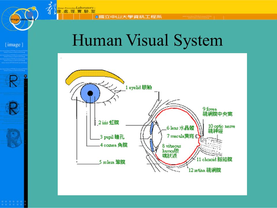 ้ซ ๅญธ ๅฝฑ ๅ ่ ็ Motivation Who I am? What I am doing? What is image? Biology Diagrams