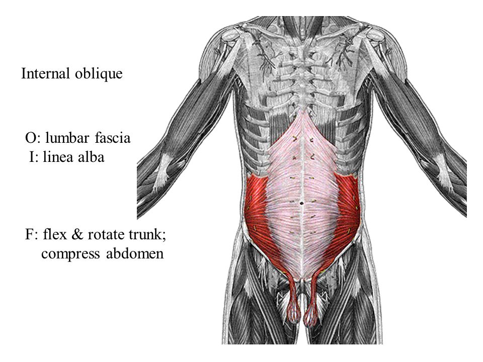 Операция на мышцы живота. Transverse abdominis. Мышцы живота поперечная мышца. Musculus pyramidalis. Поперечная мышца живота анатомия.