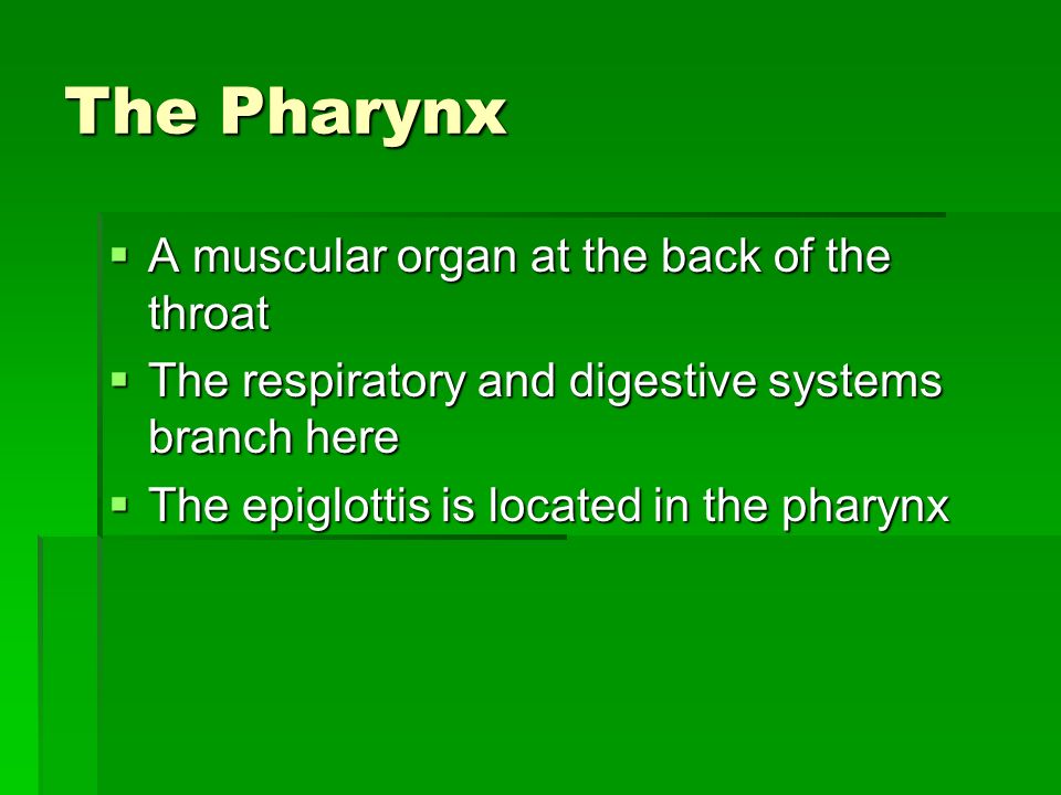 The Pharynx A muscular organ at the back of the throat