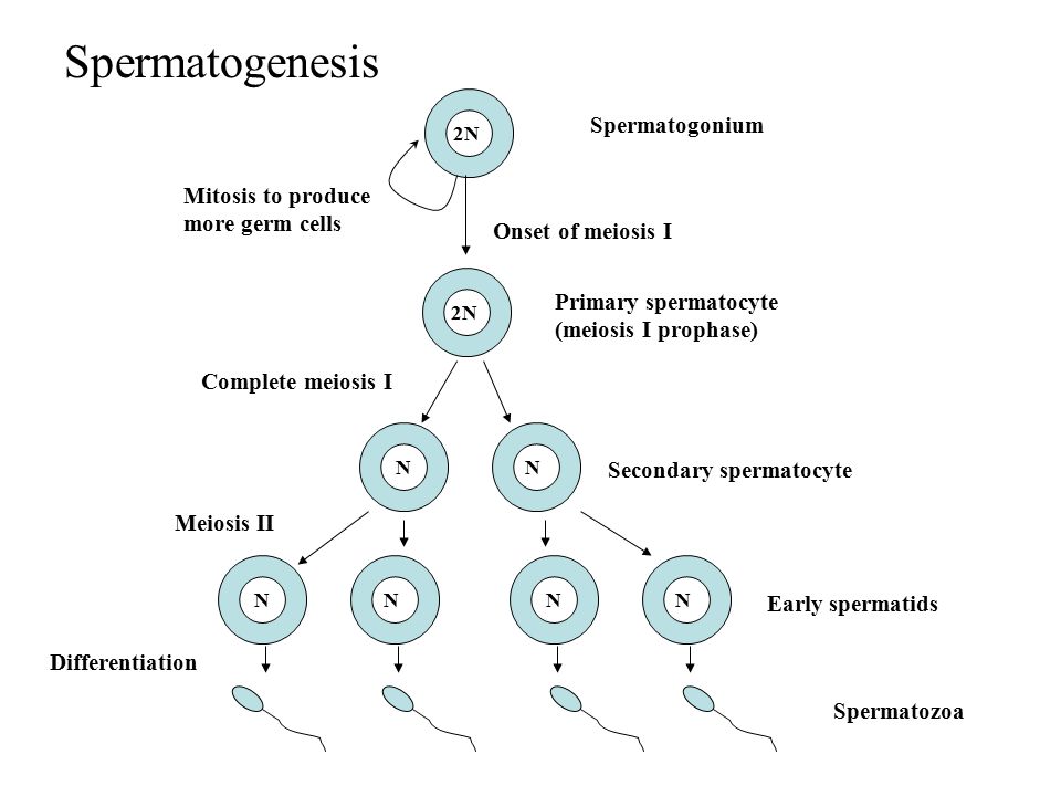 Сперматогенез у мужчин происходит. Схема сперматогенеза гистология. Строение сперматогенеза. Клетки сперматогенеза. Сперматогенез в яичке.