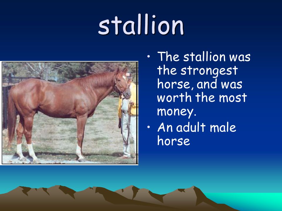 stallion The stallion was the strongest horse, and was worth the most money. An adult male horse