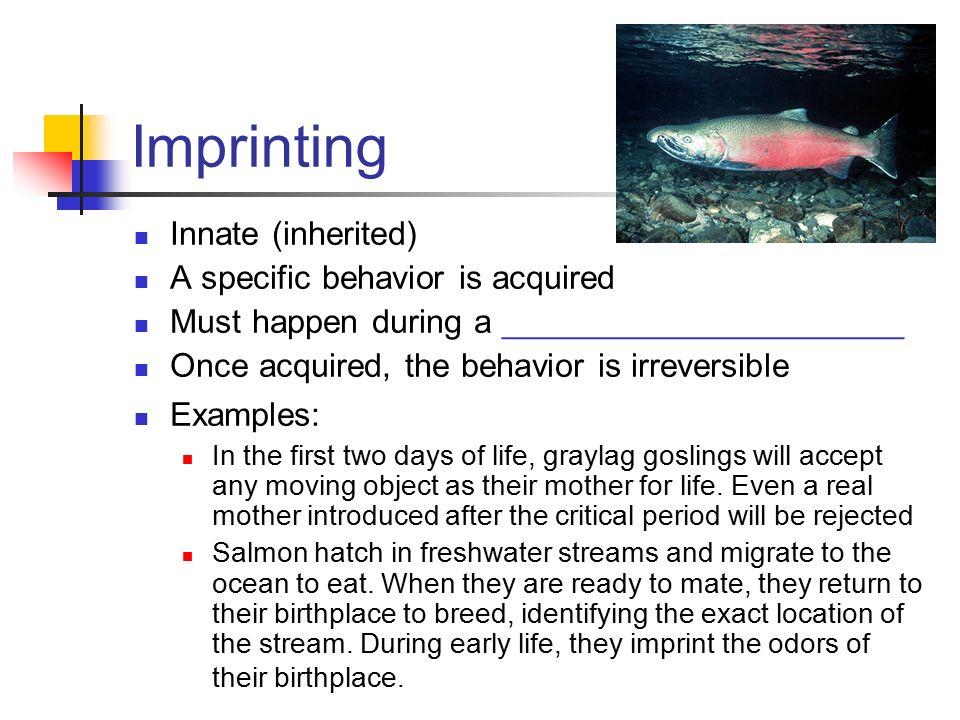 imprinting behaviour in animals