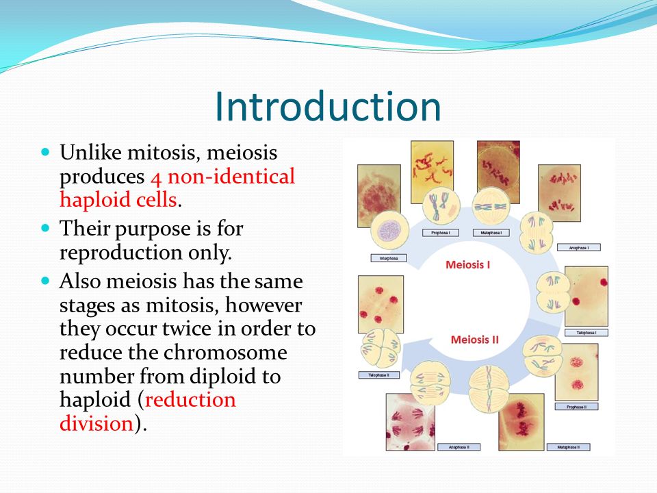 Introduction Unlike mitosis, meiosis produces 4 non-identical haploid cells. Their purpose is for reproduction only.